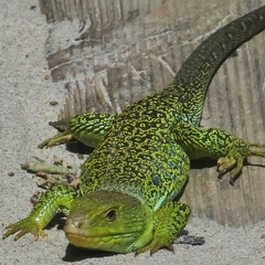 Timon lepidus ibericus