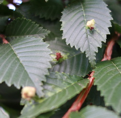 Tetraneura