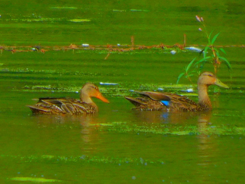 iNaturalist image