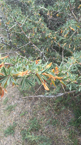 Caragana spinosa