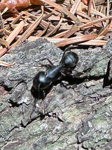 Western Black Carpenter Ant photo 3