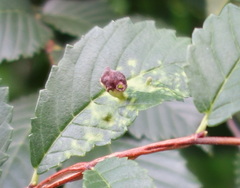 Tetraneura
