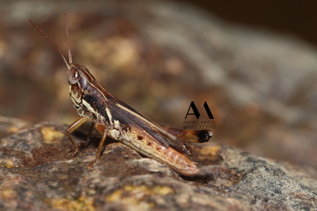 Orphulina balloui