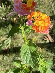Lantana camara image
