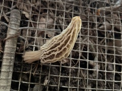 Morchella rufobrunnea