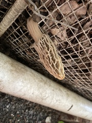 Morchella rufobrunnea