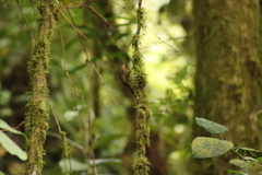 Premnoplex brunnescens