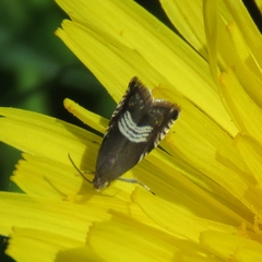 Grapholita compositella