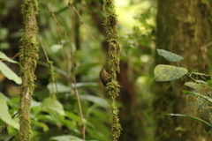 Premnoplex brunnescens