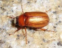 Cyclocephala borealis