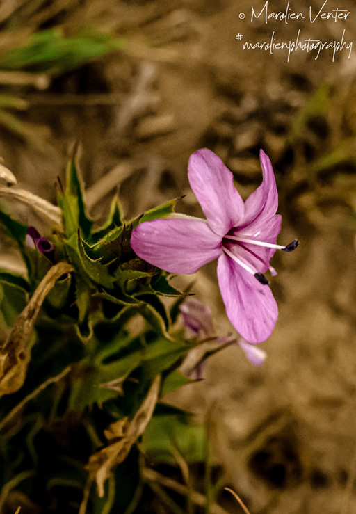 Barleria pungens