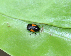 Cryptocephalus quadruplex