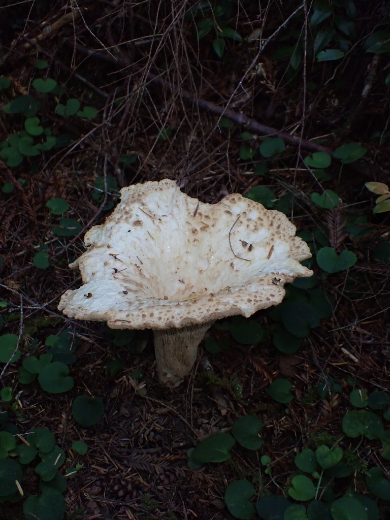 Turbinellus kauffmanii · July 2026 · photo: Photo: (c) Hank Raizen, some rights reserved (CC BY) · iNaturalist