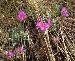 Astragalus utahensis