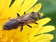 Tenthredo koehleri
