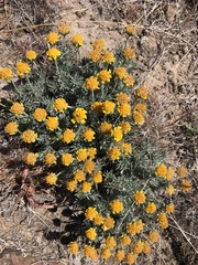 Nestotus stenophyllus