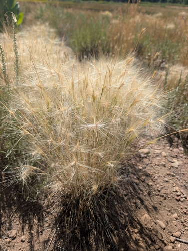 iNaturalist observation photo of Squirreltail