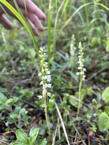 lesser rattlesnake plantain