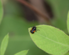 Cryptocephalus quadruplex