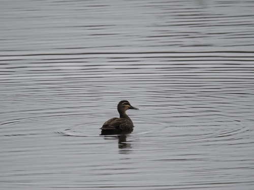 iNaturalist image