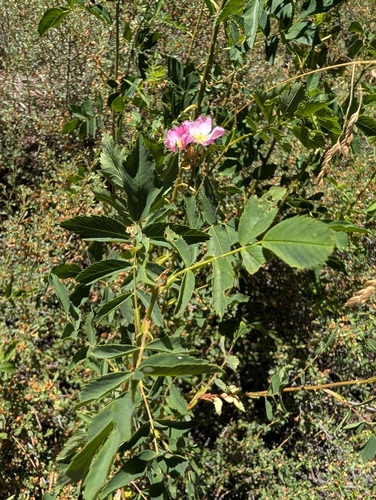 iNaturalist observation photo of Woods' rose