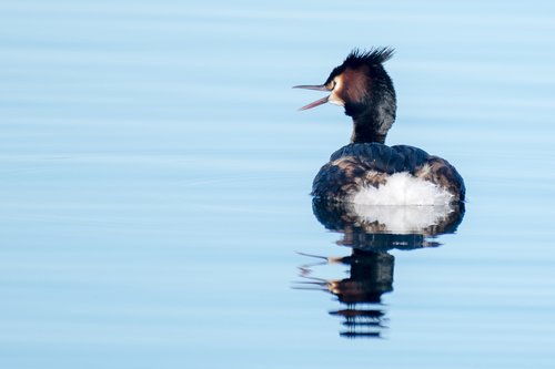 iNaturalist image
