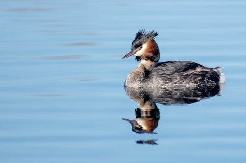iNaturalist image
