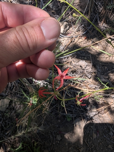 iNaturalist observation photo of Scarlet Gilia