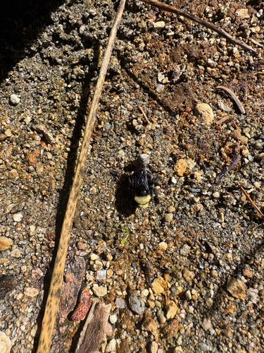 iNaturalist observation photo of Yellow-faced Bumble Bee