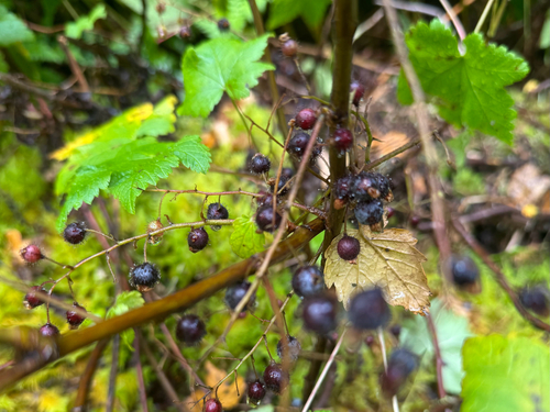 Ribes laxiflorum, photograph 2