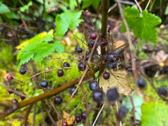 Ribes laxiflorum, photograph (c) Jason Alexander, some rights reserved (CC BY)