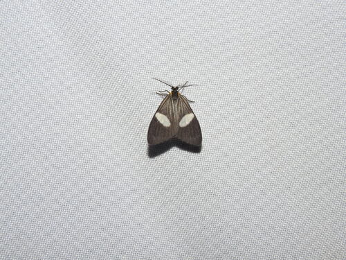 Nebulosa elicioi