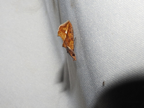 Plusiodonta clavifera