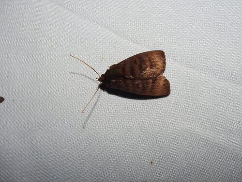 Ceromacra tymber