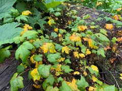 Ribes laxiflorum
