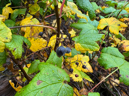 Ribes laxiflorum, photograph 1