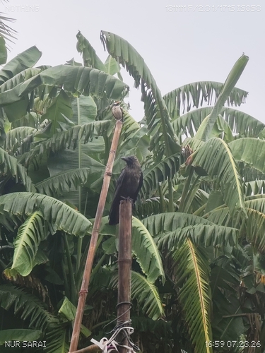 House Crow