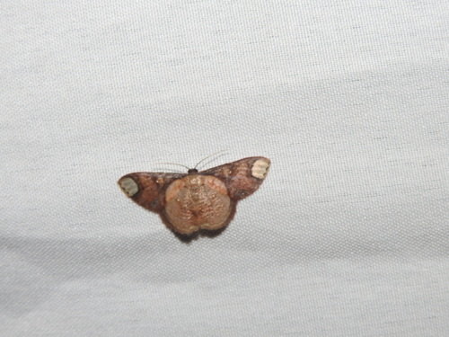 Lipotaxia irregularis