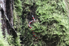 Lampropeltis micropholis