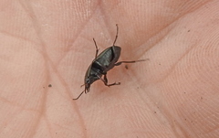Amara similata