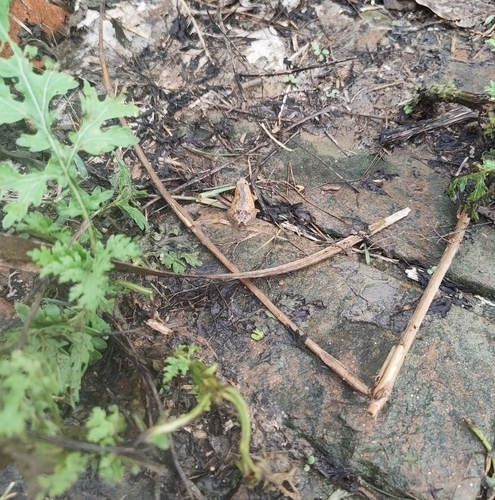 Ornate Narrow-mouthed Toad
