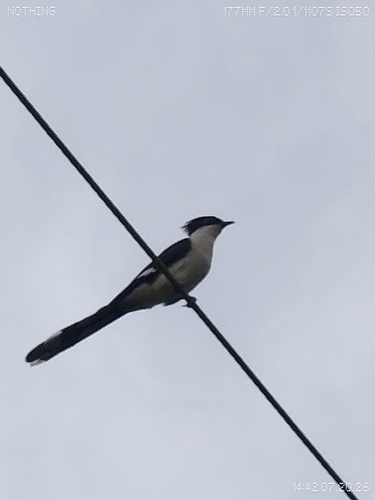 Pied Cuckoo