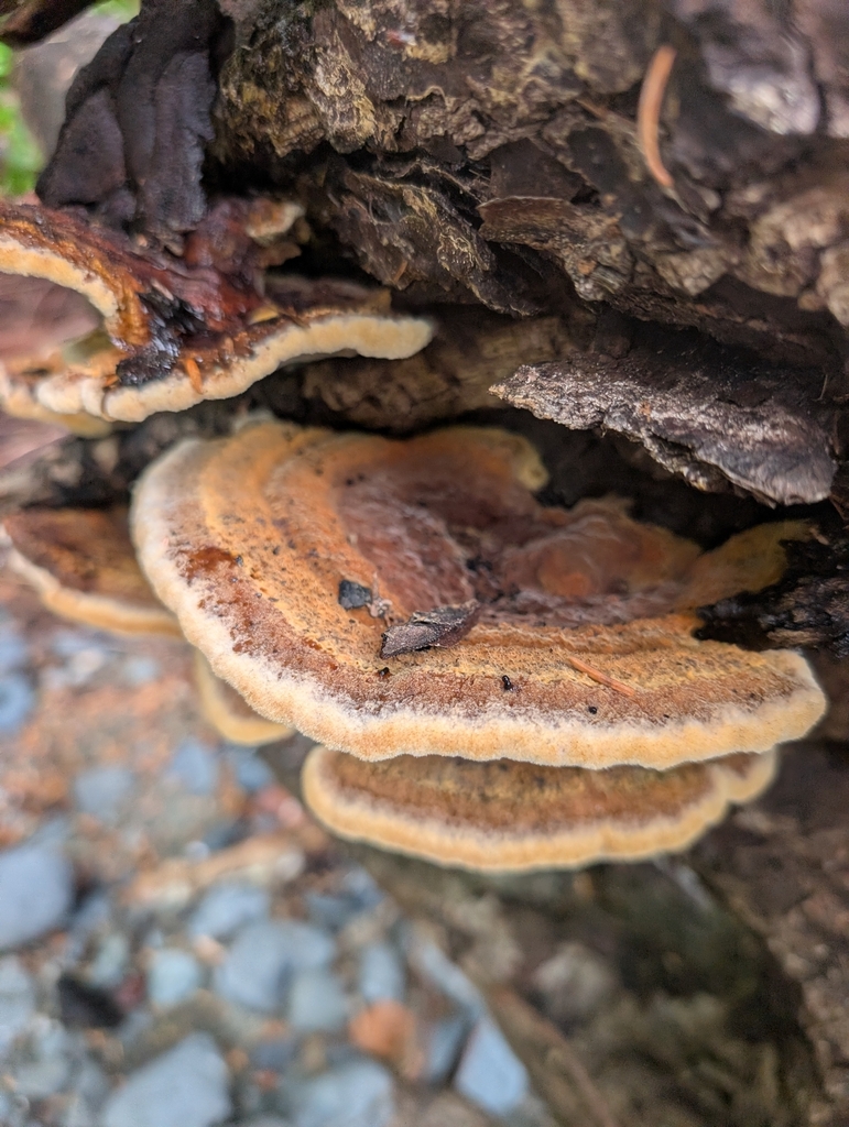 Phaeolus hispidoides · July 2026 · photo: Photo: (c) Simone Littledale, some rights reserved (CC BY) · iNaturalist