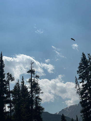 iNaturalist image