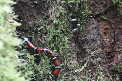 Lampropeltis micropholis