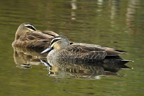 iNaturalist image