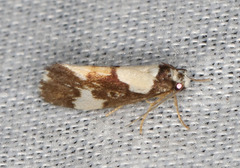 Philenora elegans