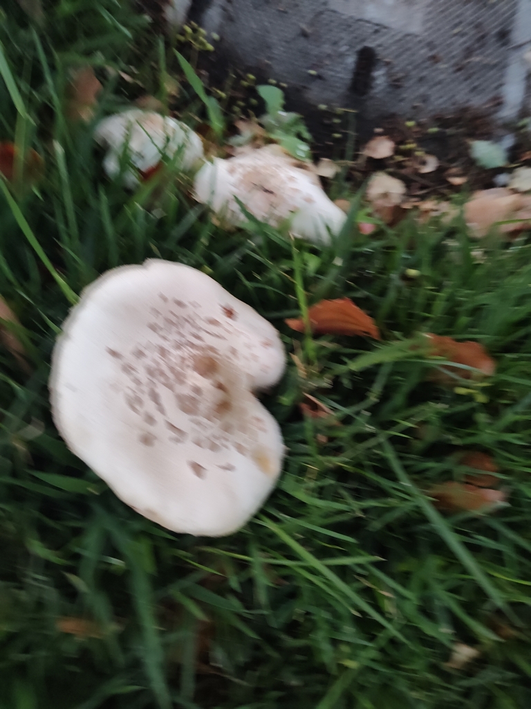 Green-spored Parasol · July 2026 · photo: Photo: no rights reserved · iNaturalist