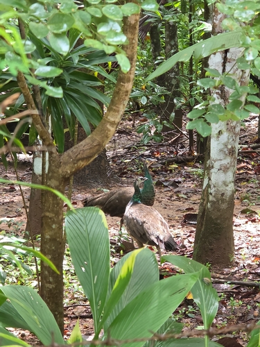 Indian Peafowl