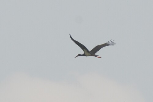 iNaturalist image